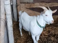 تيس, Saanen goat — الصورة 3