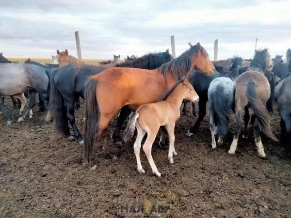 Азаргагүй морь, Kazakh horse — Казахстан