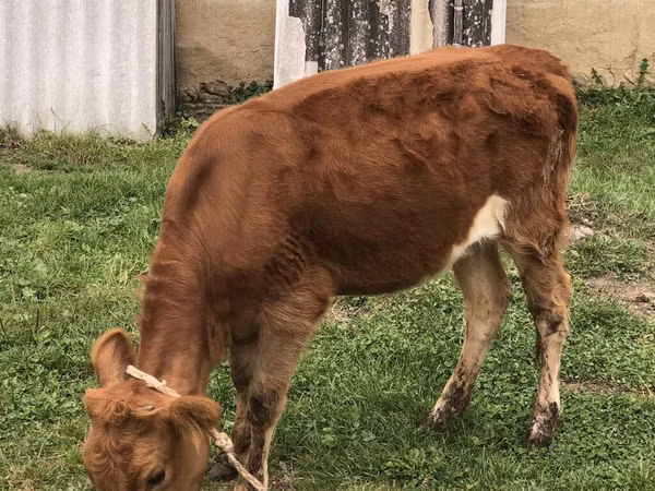Cow, Simmental cattle — Azerbaijan