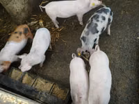 Boar, Pigs — photo 2