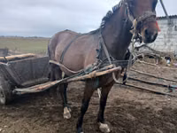 Kuda betina, Horses — foto 1