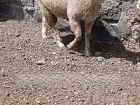 Widder, Merino sheep — Foto 4