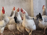 Chickens — photo 2
