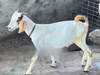 ፍየሎች (ቡድን፣ ጾታ አልተጠቀሰም), Boer goat — ፎቶ 3