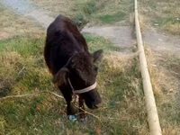 Sapi, Cattle — foto 2