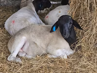 Ovan, Dorper sheep — fotografija 4