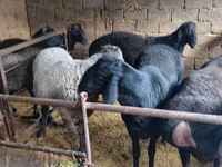 Ram, Sheep — photo 3
