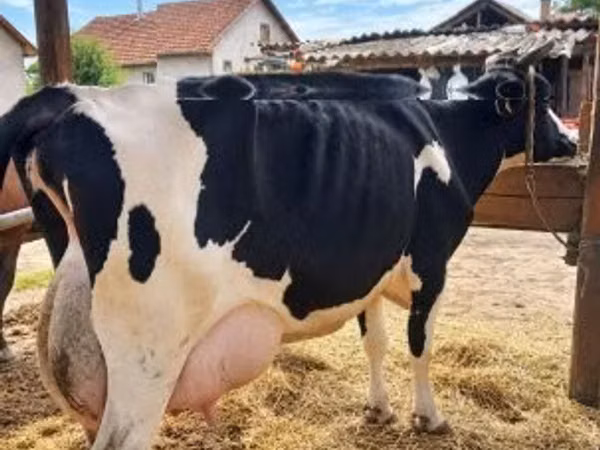 Cow, Holstein breed