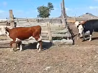 Krava, Simmental cattle — foto 4