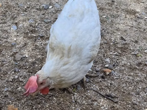 Chickens — Azerbejdżan