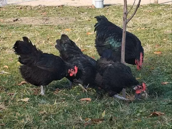 Chickens — Uzbekistan
