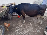 Cow, Cattle — photo 2
