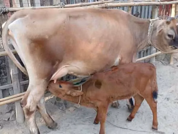 Cow, Jersey breed