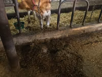İnək, Simmental cattle — foto 4