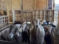 암양, Arashan sheep — 사진 4