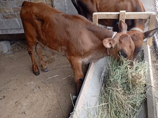 Cow, Cattle — Kyrgyzstan