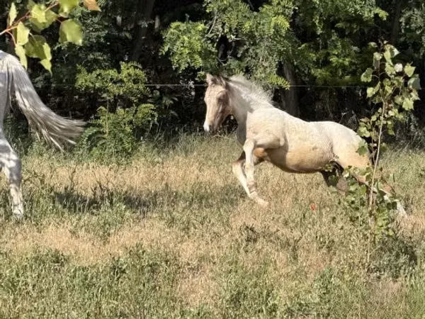 Mare, Horses