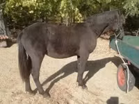 اسب نر, Nonius horse — عکس 1