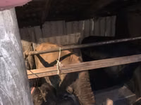 Cow, Cattle — photo 4