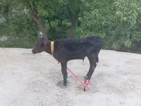 Bull, Cattle — photo 1