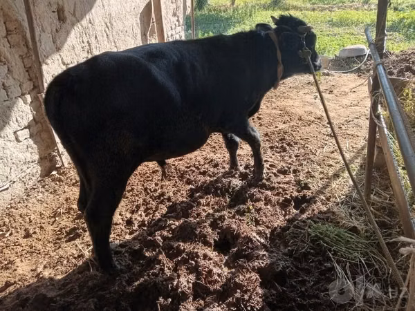 Bull, Cattle
