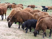 Kambing jantan, Edilbay sheep — foto 2