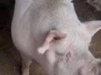 แม่สุกร, หมู — รูปภาพ 1