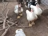 Ducks — عکس 1