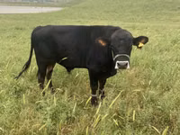 Toro, Swiss cattle — foto 2