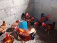 Chickens — foto 3