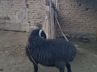 Ram, Sheep — photo 1