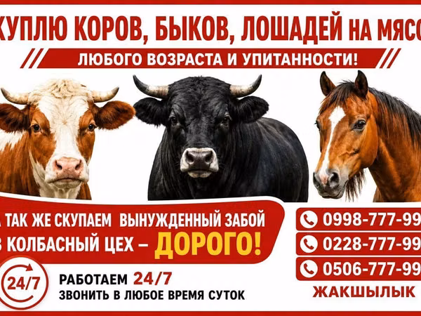 Bull, Cattle — Kyrgyzstan