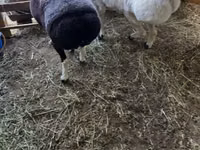 Ram, Sheep — photo 1