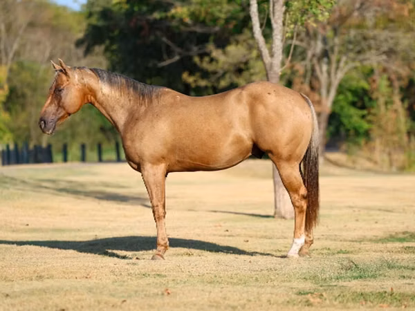 Horse (M), Quarter Horse