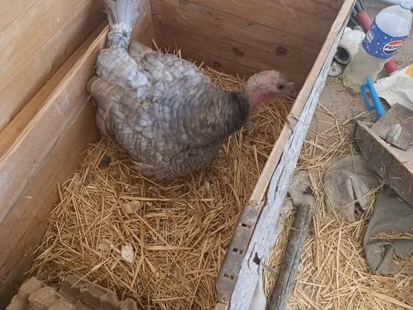 Turkeys — Uzbekistan