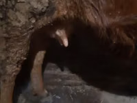 Cow, Cattle — photo 4