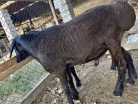 Sheep, Sheep — photo 1