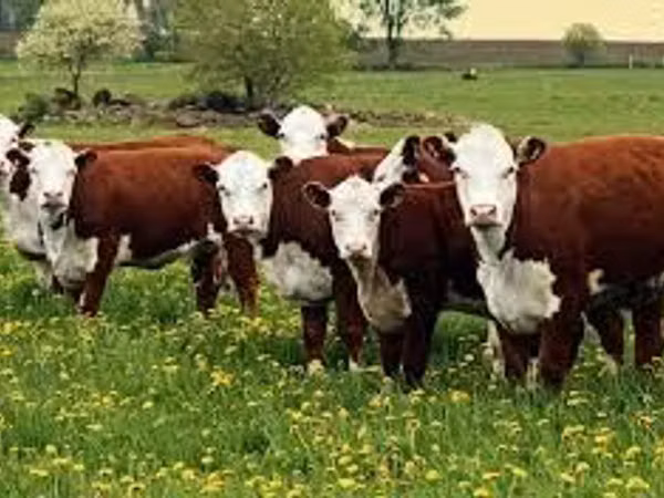 Cow, Hereford — Kazakhstan