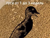 РОСТ для гусей (4 недели и старше). Профессиональная серия. Гранула 3 мм. ГОСТ — 사진 2