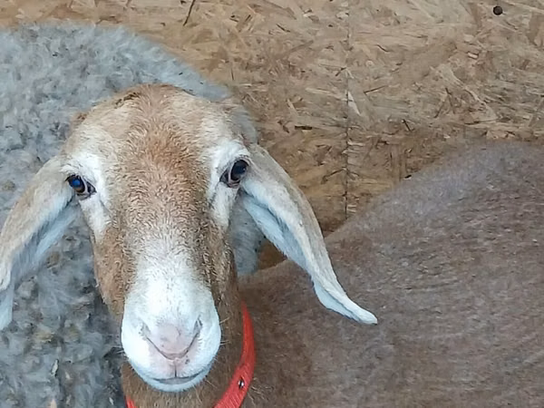 Sheep, Arashan sheep
