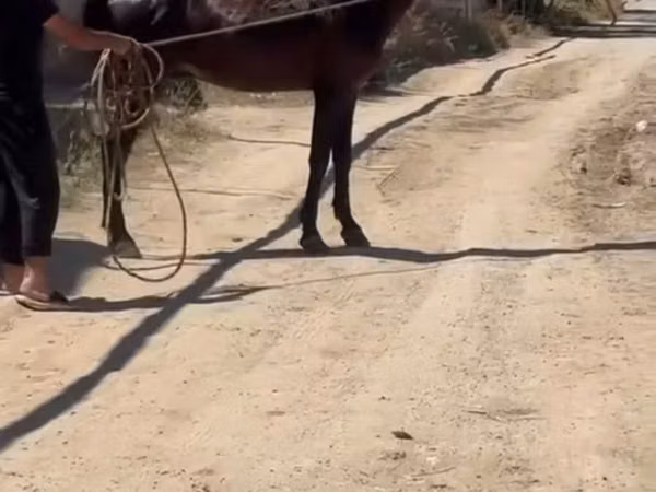 घोड़ा, Karabakh horse
