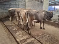 Bou, Bovine — foto 2