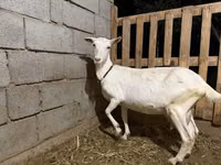 Буз, Saanen goat — акс 1