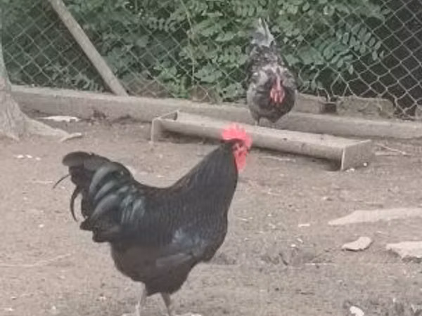 Australorp — Hungary