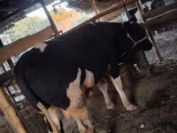 காளை, Russian Black pied cattle — புகைப்படம் 1