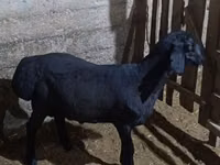 Bagge, Hissar sheep — foto 2