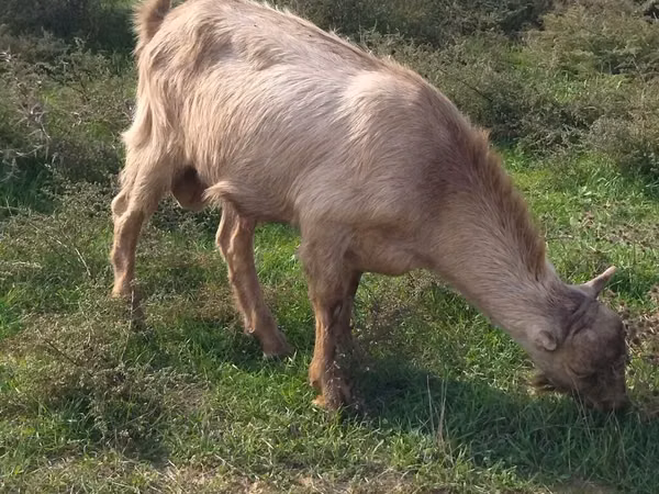 Bok, LaMancha goats