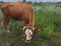Cow, Latvian Blue cattle — photo 1