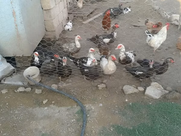 ዶማስቲክ ሙስኮቪ — አዘርባጃን