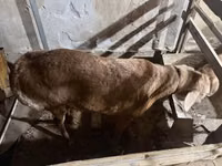 Kambing jantan, Sheep — foto 2